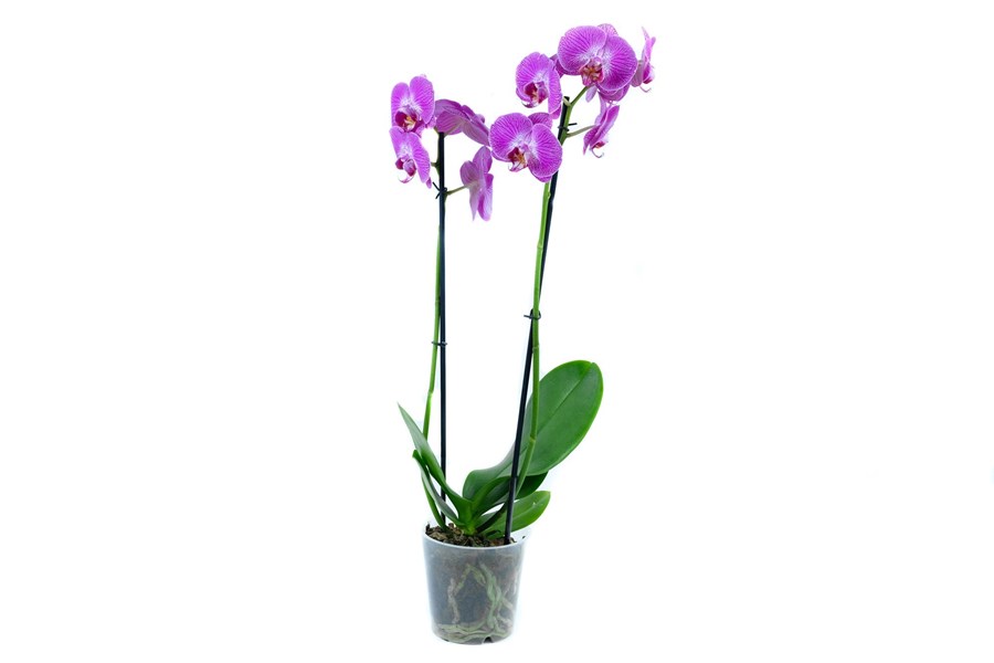 Орхидея в горшке Орхидея Фаленопсис сиреневая в полоску 2ст
